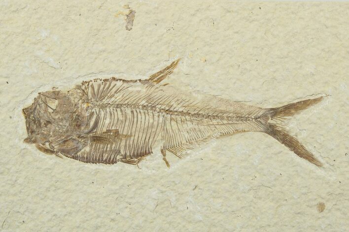 Fossil Fish (Diplomystus) - Wyoming #240352